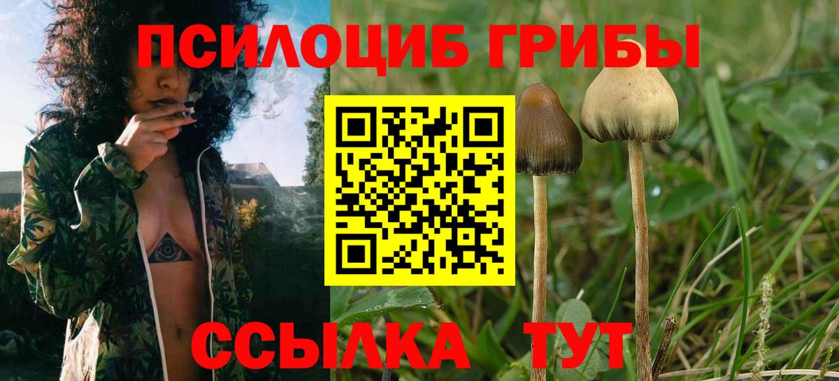 Галлюциногенные грибы Psilocybe  Вход с VPN  Павлово 
